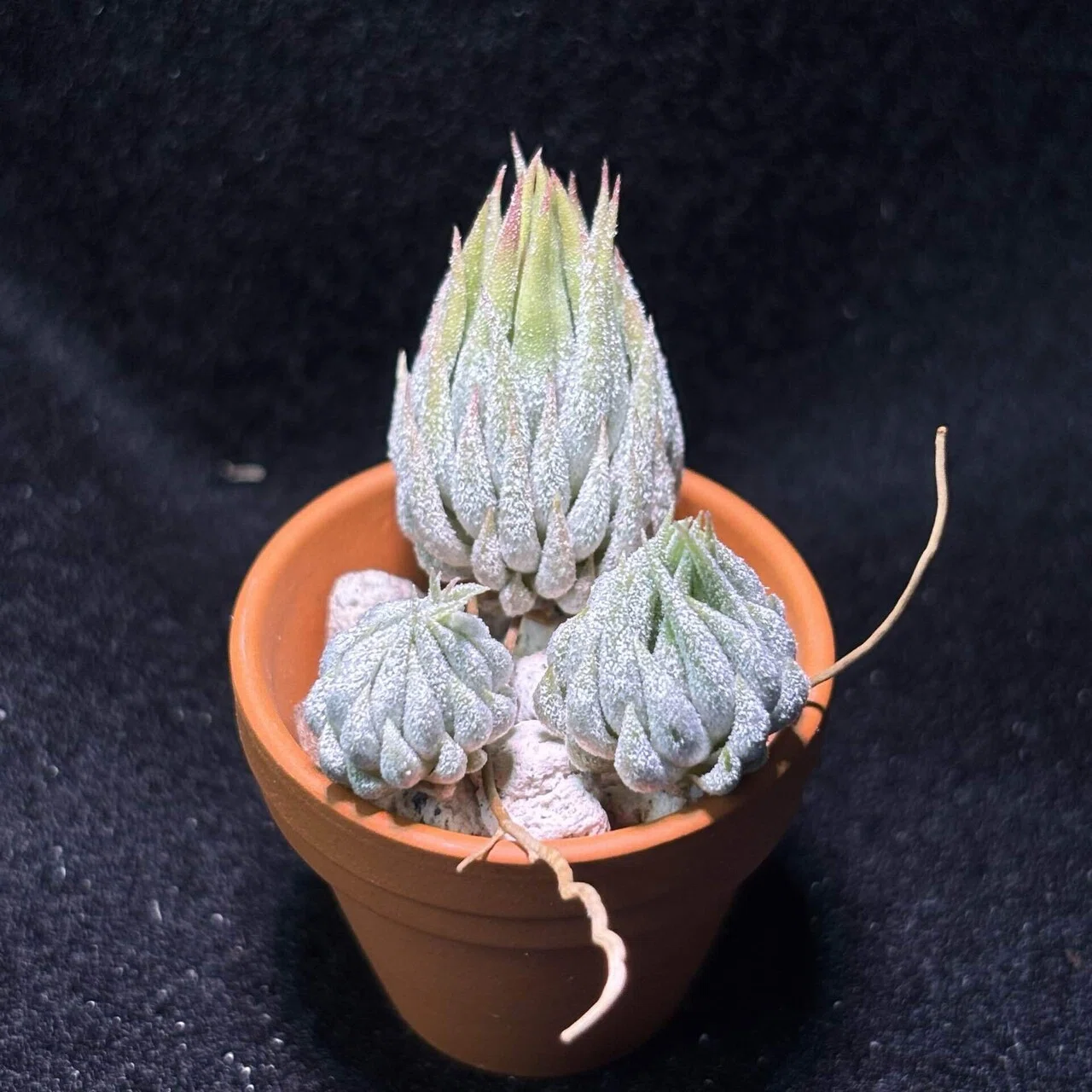 ionantha'Special Selection' Collected in Nizanda, Estato Oaxaca
