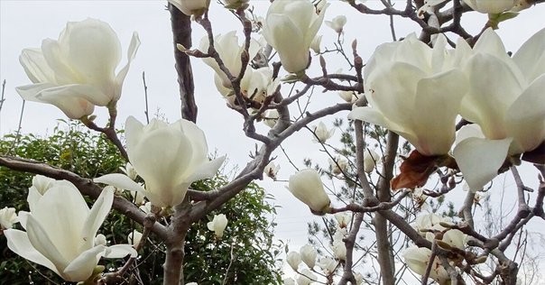 桜梅桃李｜TECHNOuchi