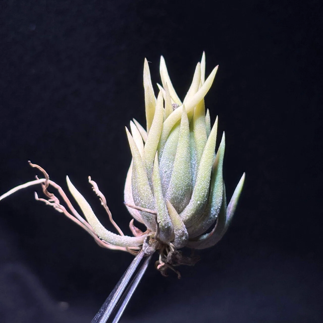 ionantha'Special Selection' Collected in Nizanda, Estato Oaxaca