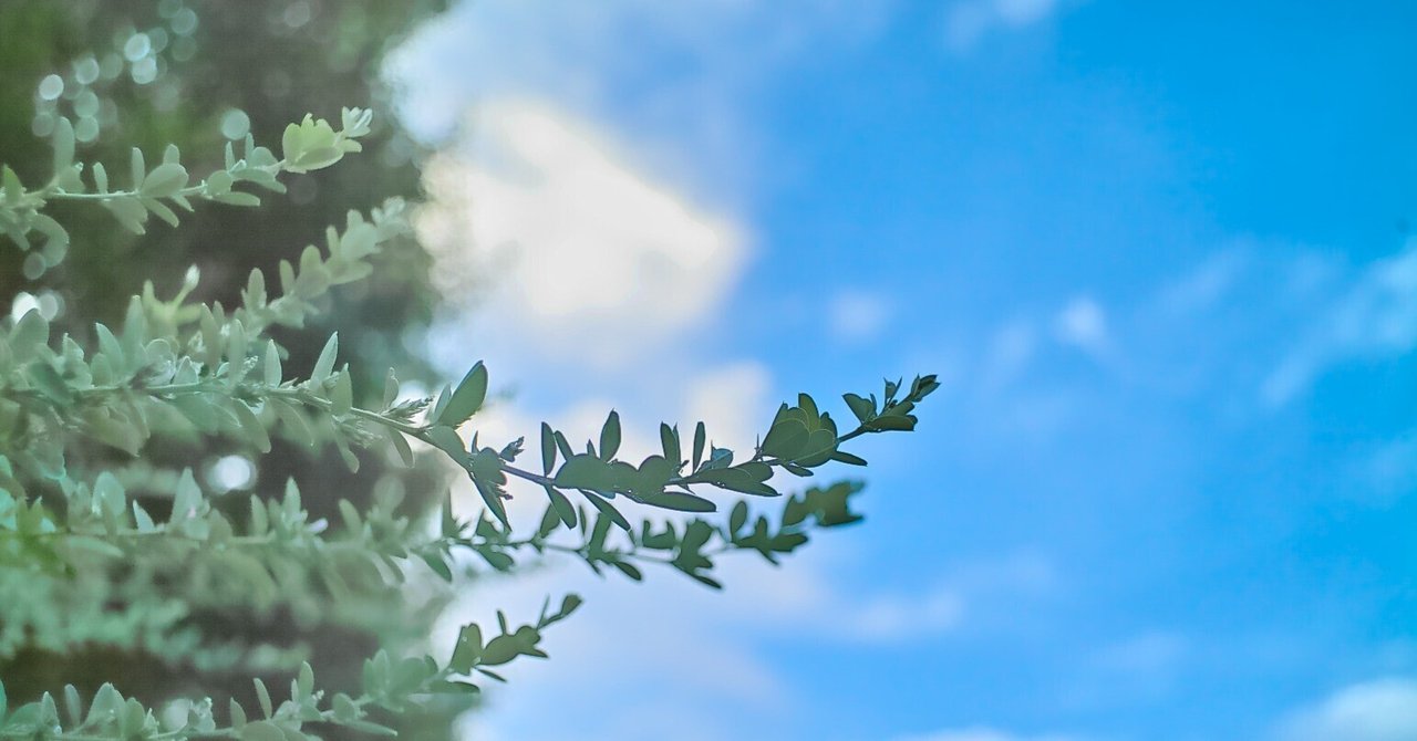 Pentax SMC Takumar 24mm F3.5のお試し写真｜アラン藤島