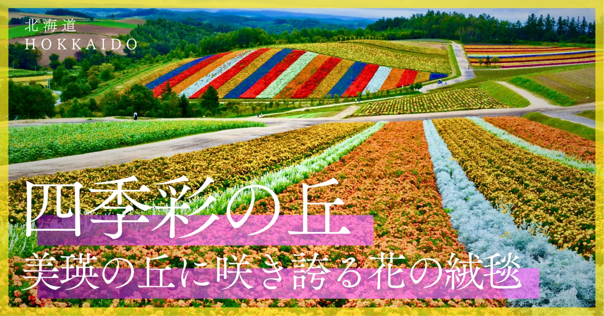 美瑛の丘に咲き誇る花の絨毯｜【四季彩の丘】｜Tomo＠旅と美食の探求Life