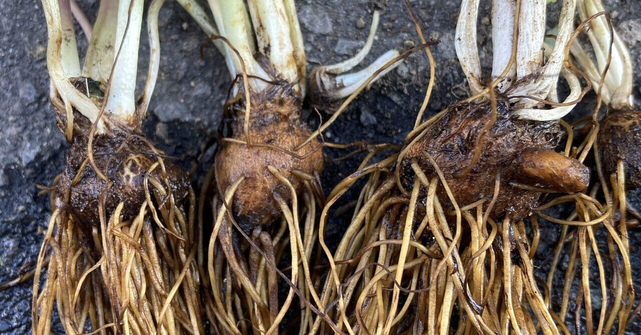 アネモネ球根と地域差 ― 関東基準を疑う｜ブラギ@