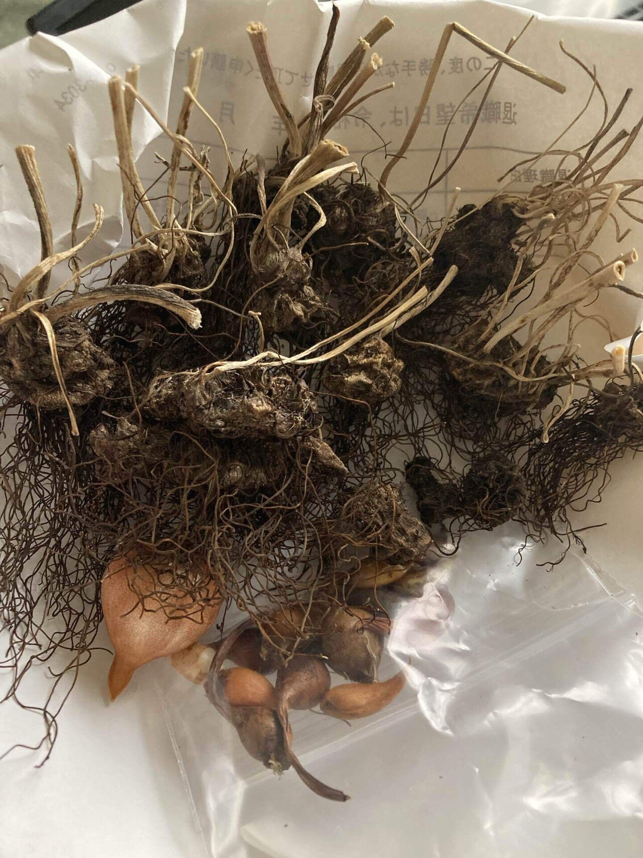 ❣️300h❣️ アネモネ 球根 ❣️300h❣️ アネモネ 球根 ❣️300h