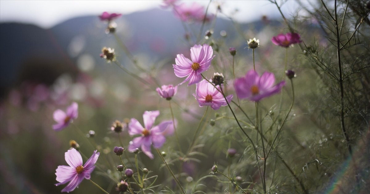 ★秋の風景を余すことなく 撮影できる★Canon EOS 30D レンズキット★ Canon - ☆秋の風景を余すことなく 撮影できる☆Canon EOS 30D