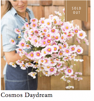 10 Blog クリップ 魅惑の コスモス をファッションショー風に見てみましょう Yukibean Yuki Bee Note