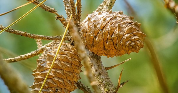 戦争中、中国大陸に木を植えた緑の連隊長・吉松喜三～日本が世界