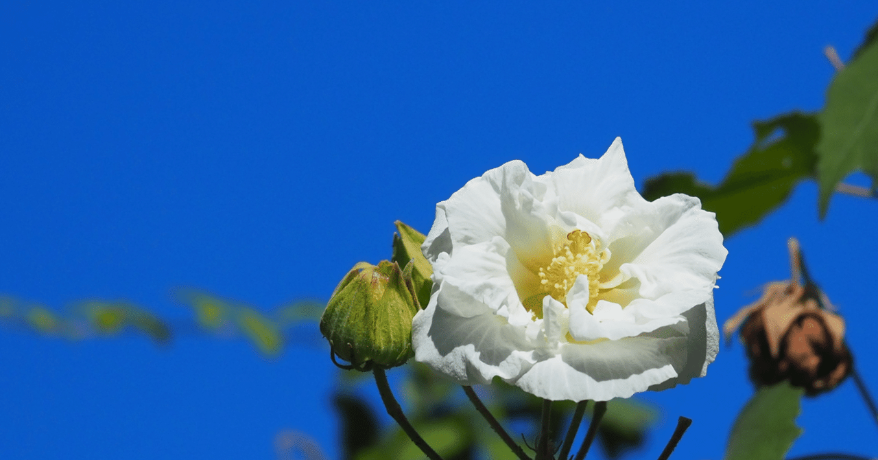 泰道　円相　横物　天然忌　如心斎 表千家不審菴：家元天然忌 お茶湯