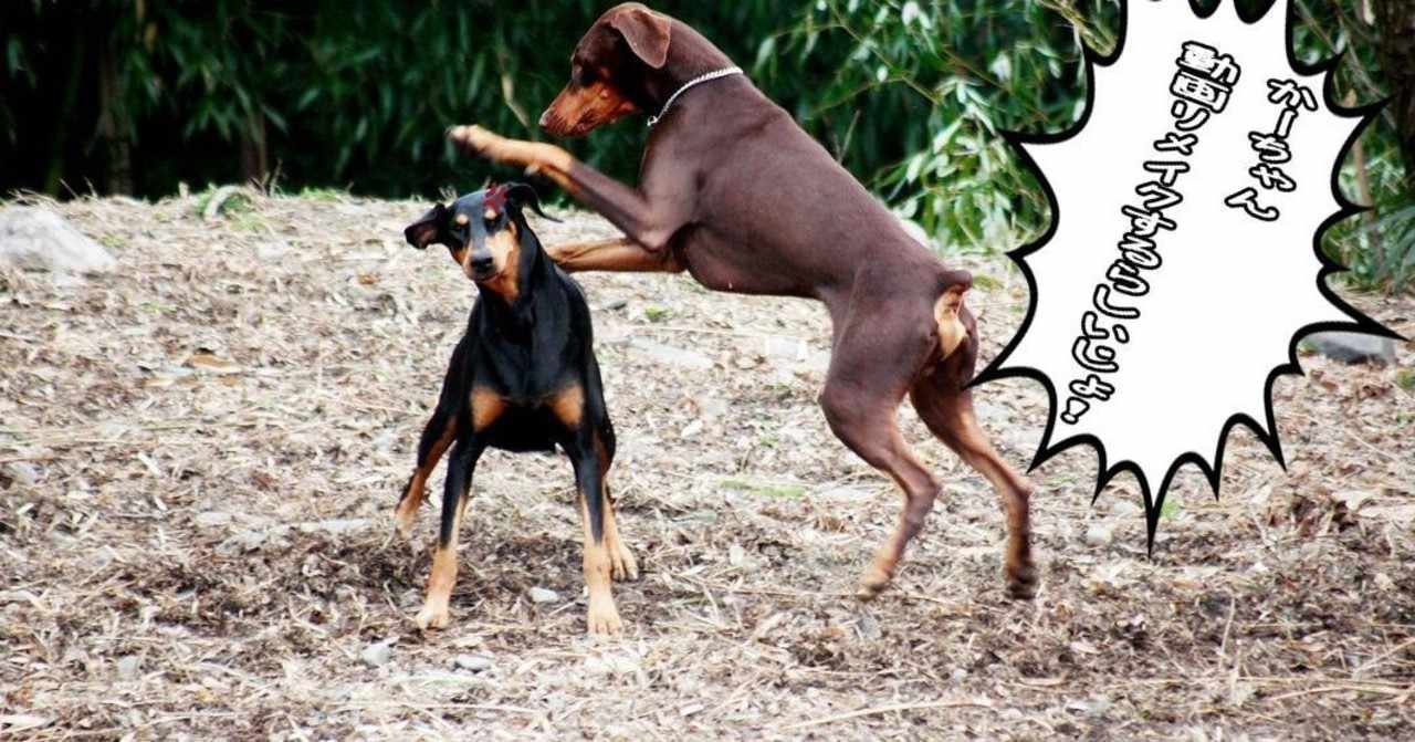 ドーベルマンズ 管理人の2020年3月のノート Note