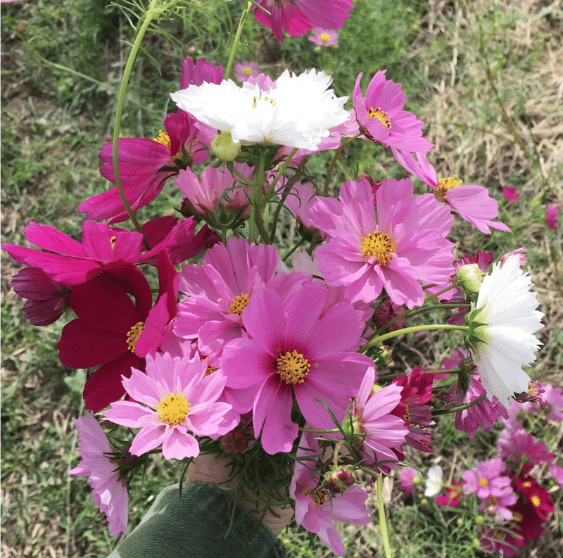 10 Blog クリップ 魅惑の コスモス をファッションショー風に見てみましょう Yukibean Yuki Bee Note