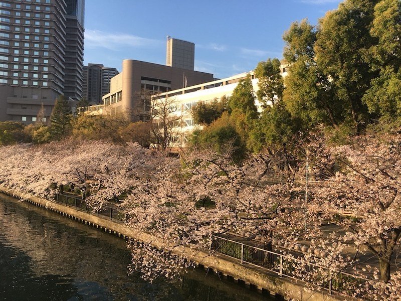 対岸の桜