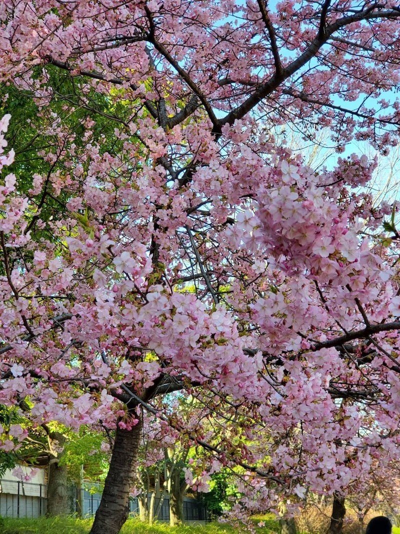 桜満開