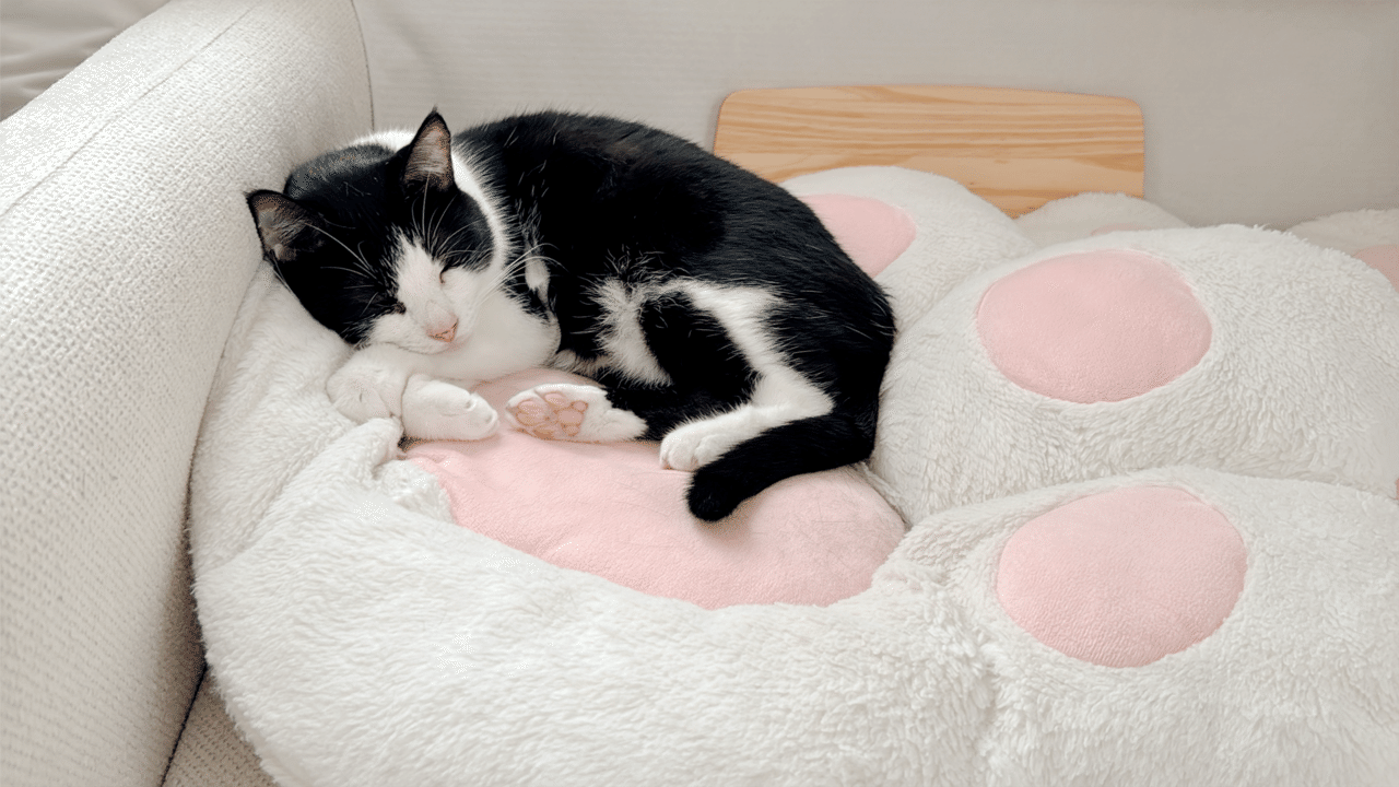 あさねこ様 あさねこ◇RWqNwf0x9I (@asanekogou) / X