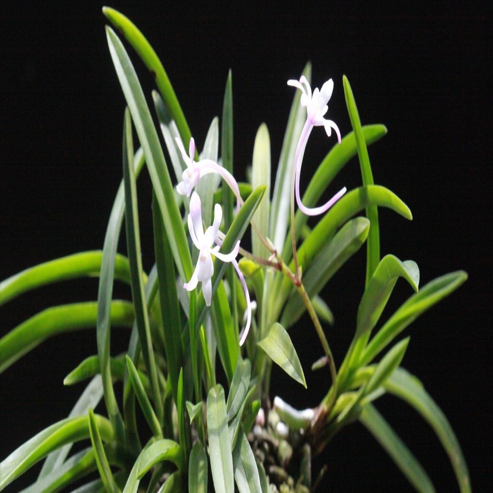 富貴蘭「紅雀」の花｜KJ Morison