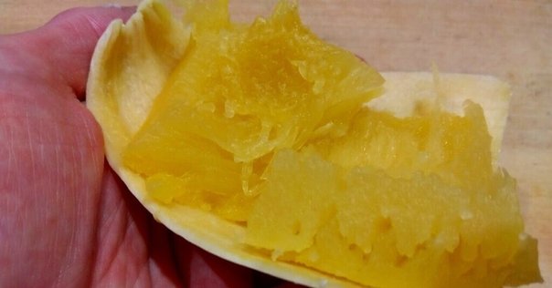 ぼけなす。どてかぼちゃ。｜原 一平太