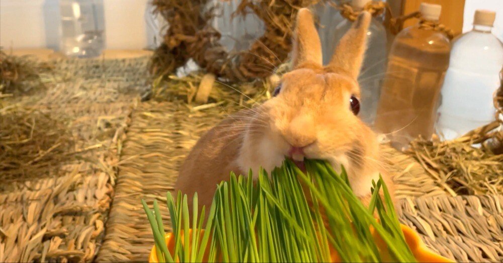 【閲覧専用】うさぎ（草食動物）おやつ紹介ページ うさぎによくないおやつが市販されていることに対する対応について
