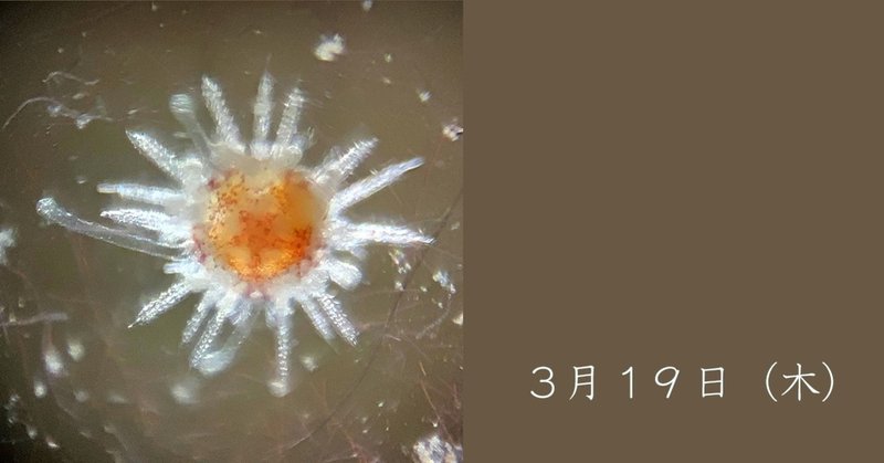 稚ウニの成長 Saya Note 稚ウニの成長 Saya Note