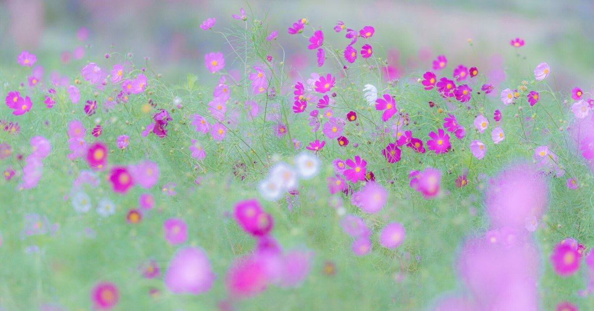 コスモスの写真 強風のコスモスの丘｜浜田 元史 Hamada. Motofumi