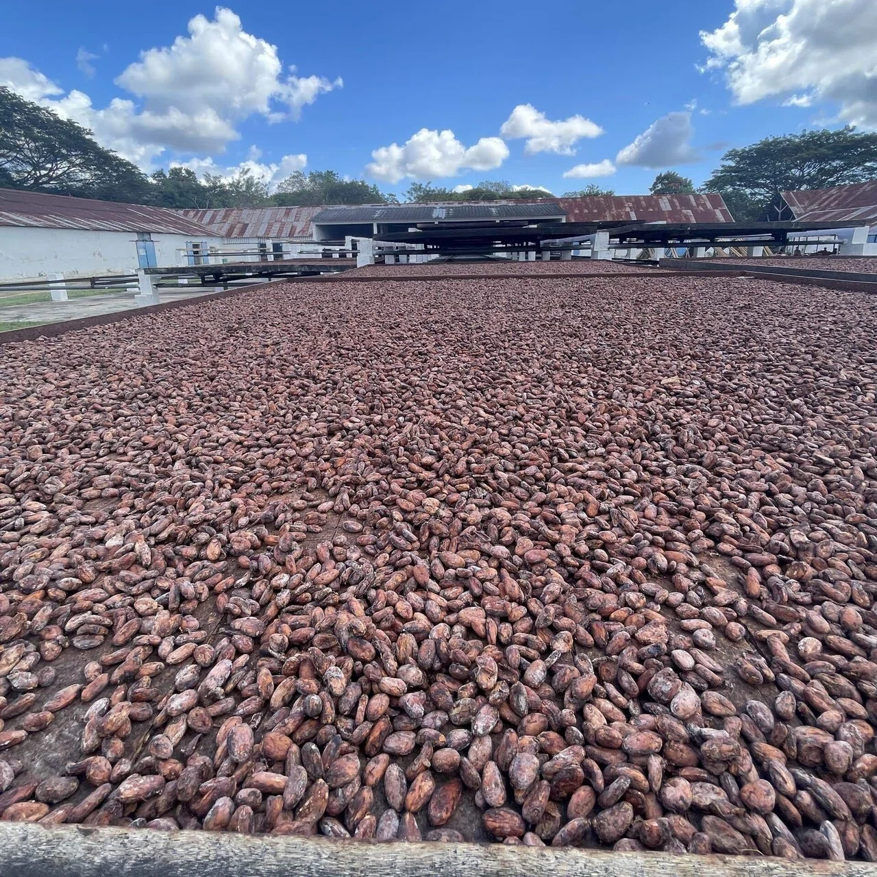 甘くない重労働！カカオ豆🫘からチョコ🍫を自作してみた【中年男