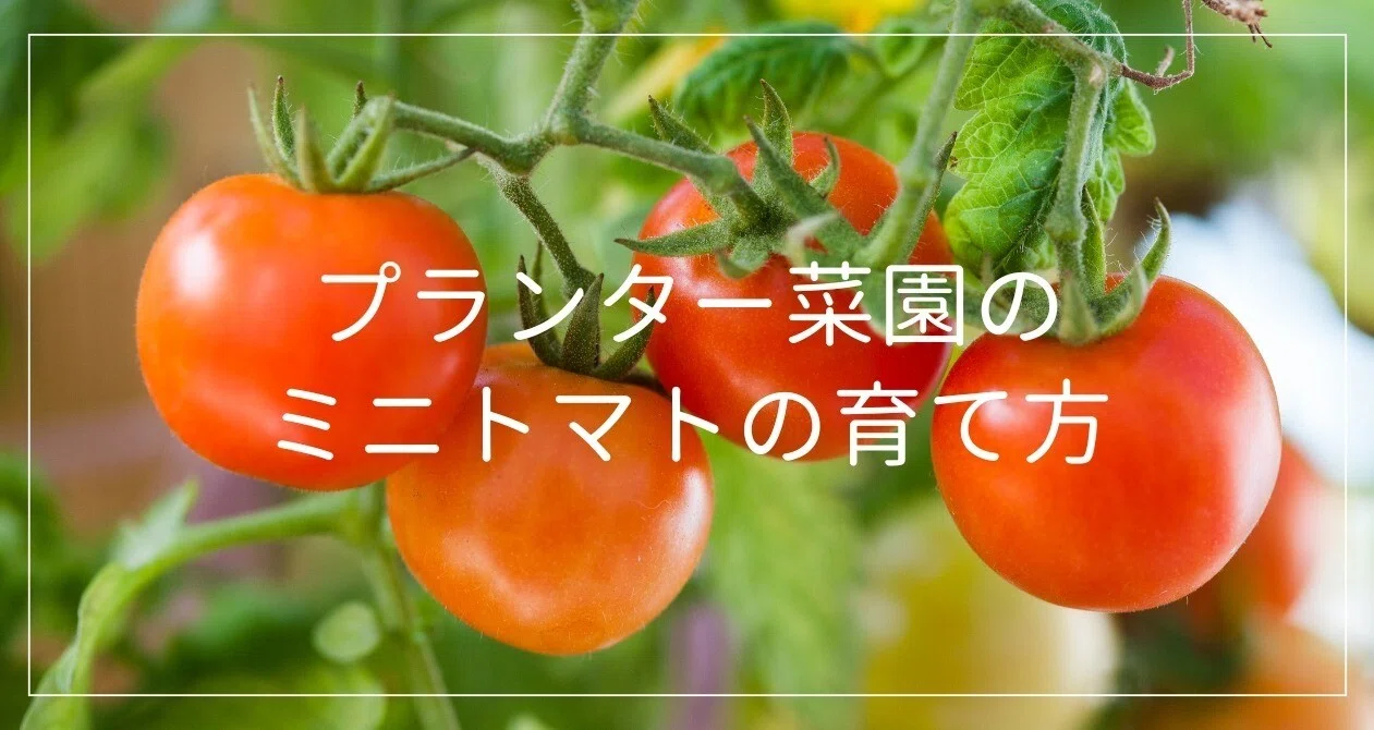 ミニトマトを植えたら7月下旬にやるべきこと3選｜家庭菜園YouTuberの
