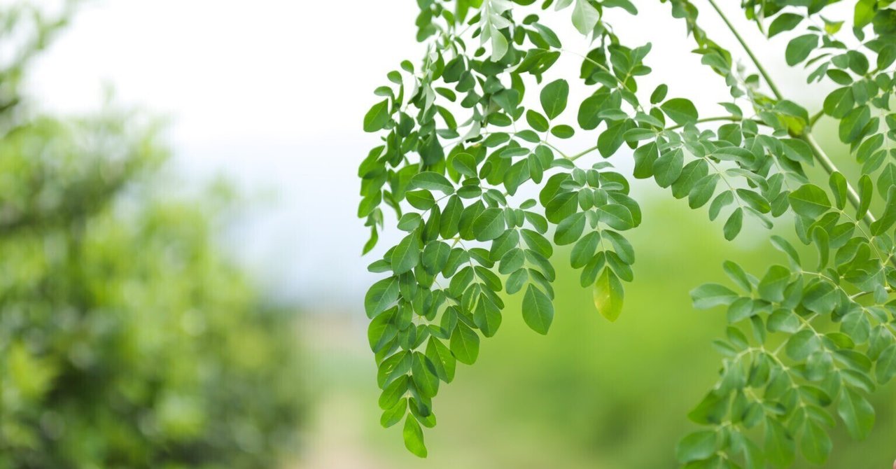 モリンガ オバリフォリア モリンガ苗 スーパーフード 奇跡の樹 野菜