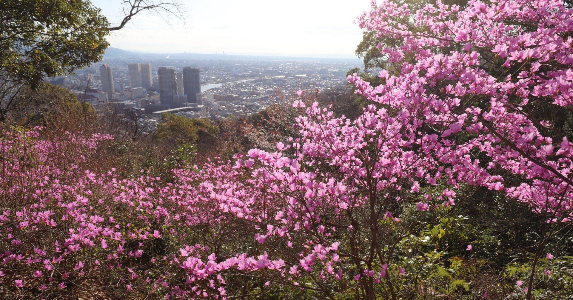 149．里山のツツジが眩い武庫山の森｜sasayan