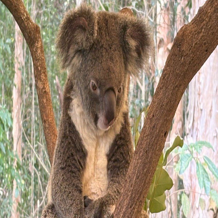 オーストラリア旅行 記録⑦ ケアンズ滞在＜コアラ抱っこ＞｜ホロヨイ