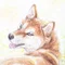 雨土音香 -動物絵と物語-