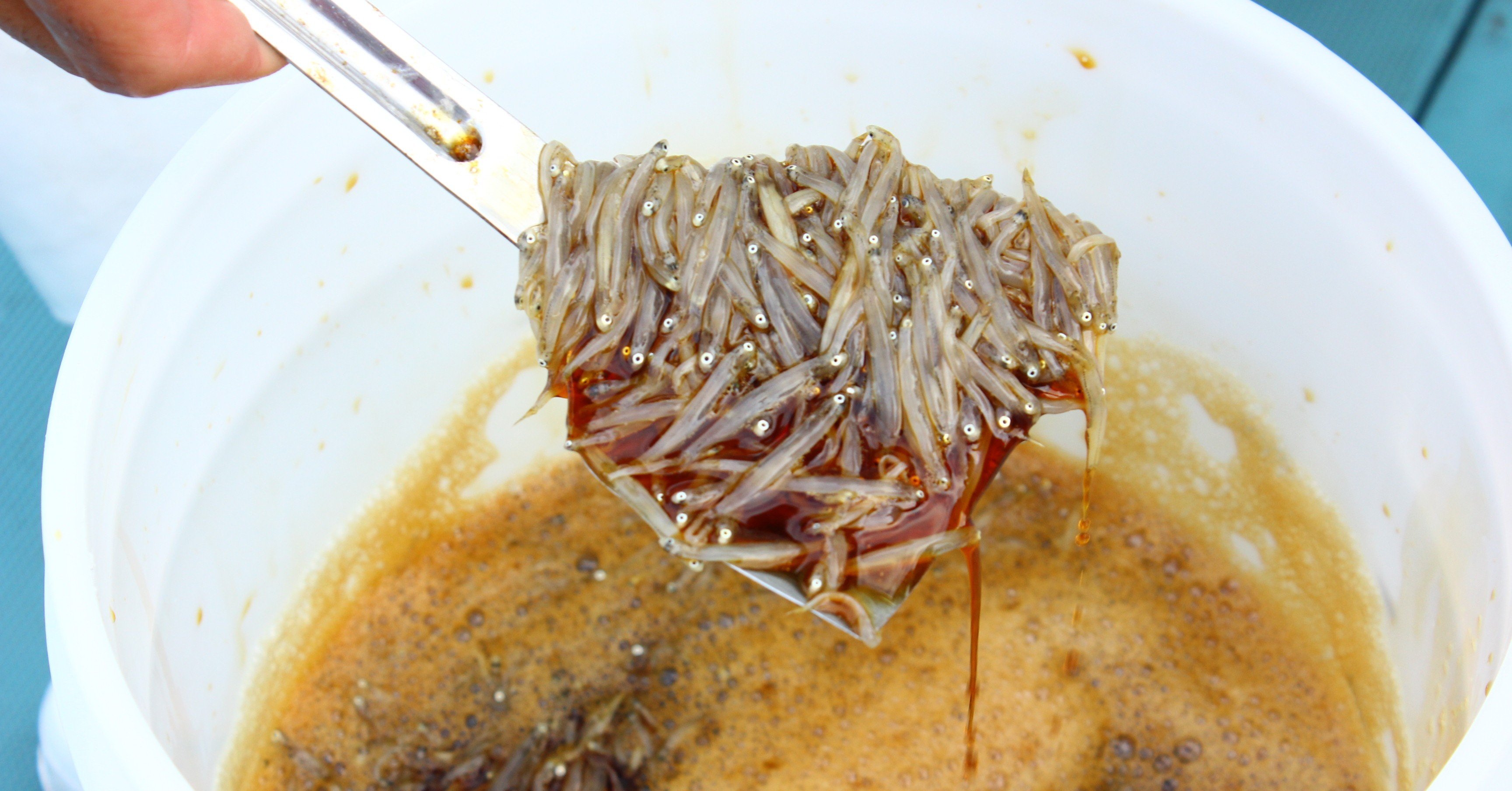 祝 漁解禁 みんな大好き 湘南しらす沖漬け が出来るまで とことこ暮らし Note