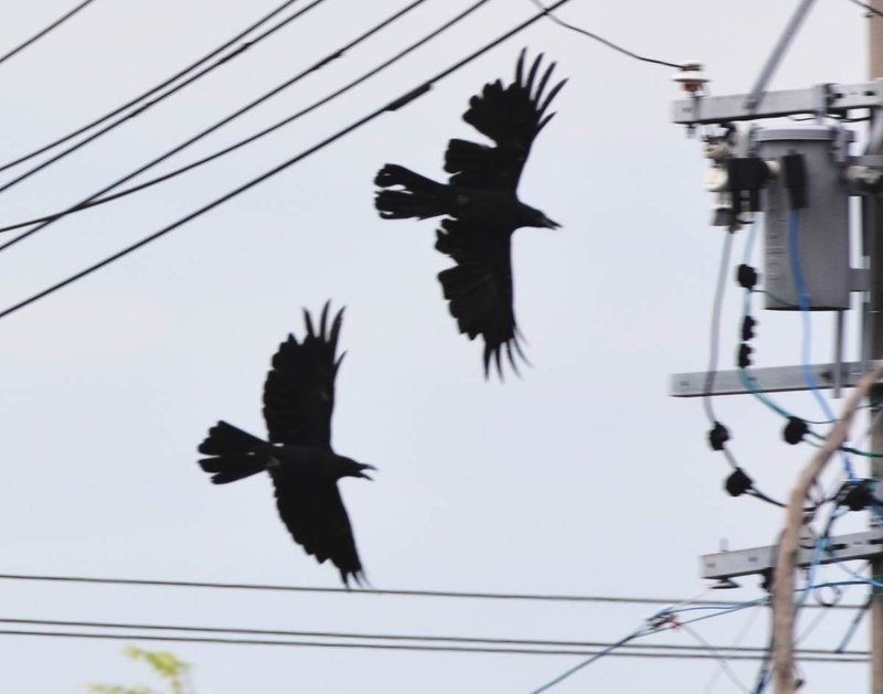 第97回 カラスの縄張り争い ハシブトガラス4回目 ハシボソガラス3回目 翆野 大地 Note