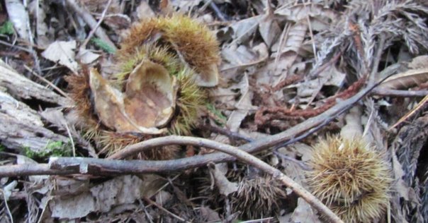 胡適 書法 Hu Shih 胡適 1891-1962｜福光 寛 中国経済思想摘記