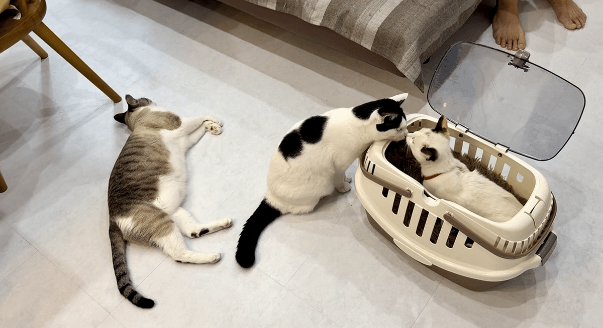 任天堂 - 海底宮の猫 思ってた未来、全然ちがう｜なみそ