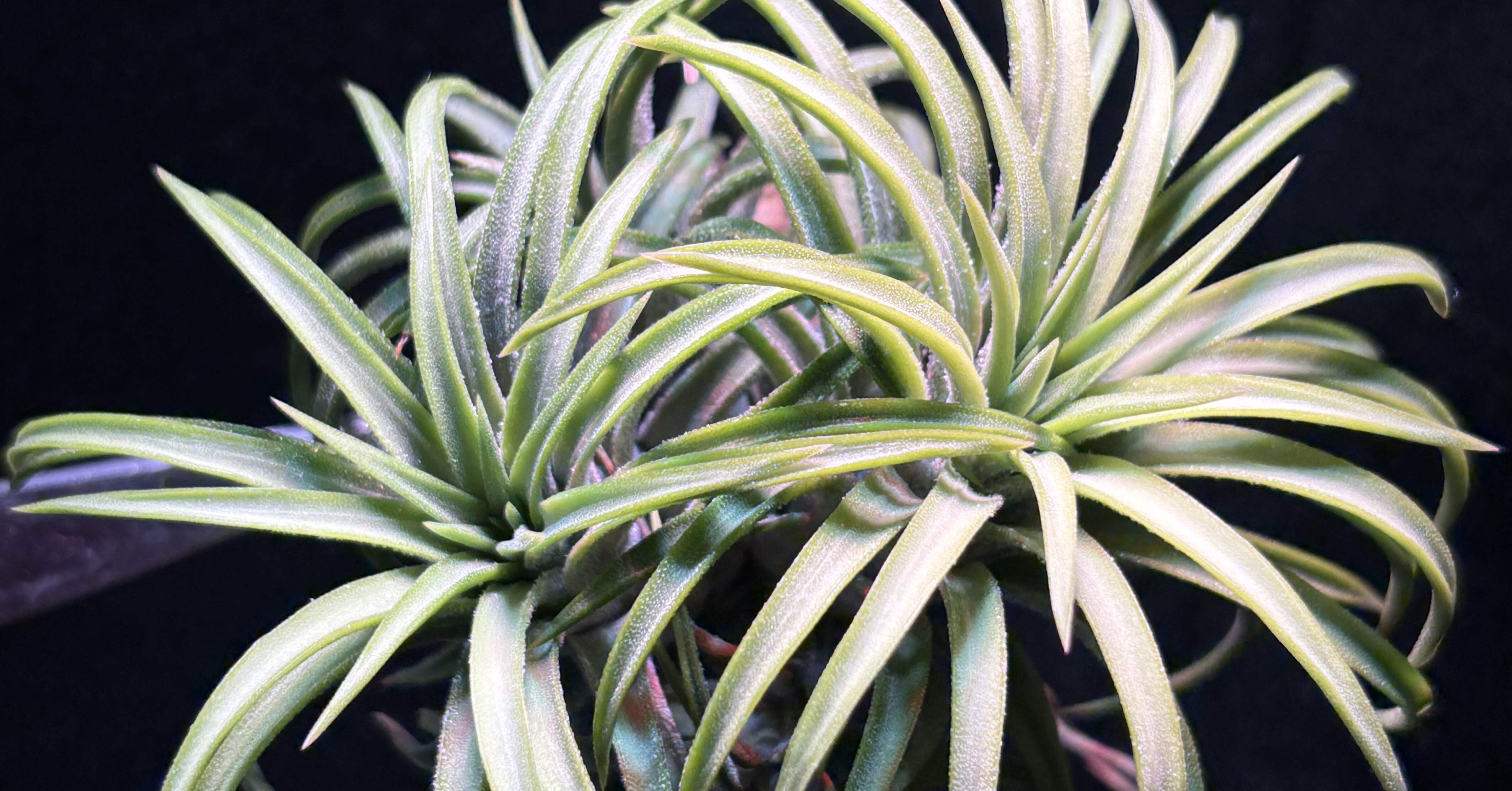 ionantha'Druid' Wild Collected Clone T'S TROPICALS｜sioncolorwheel