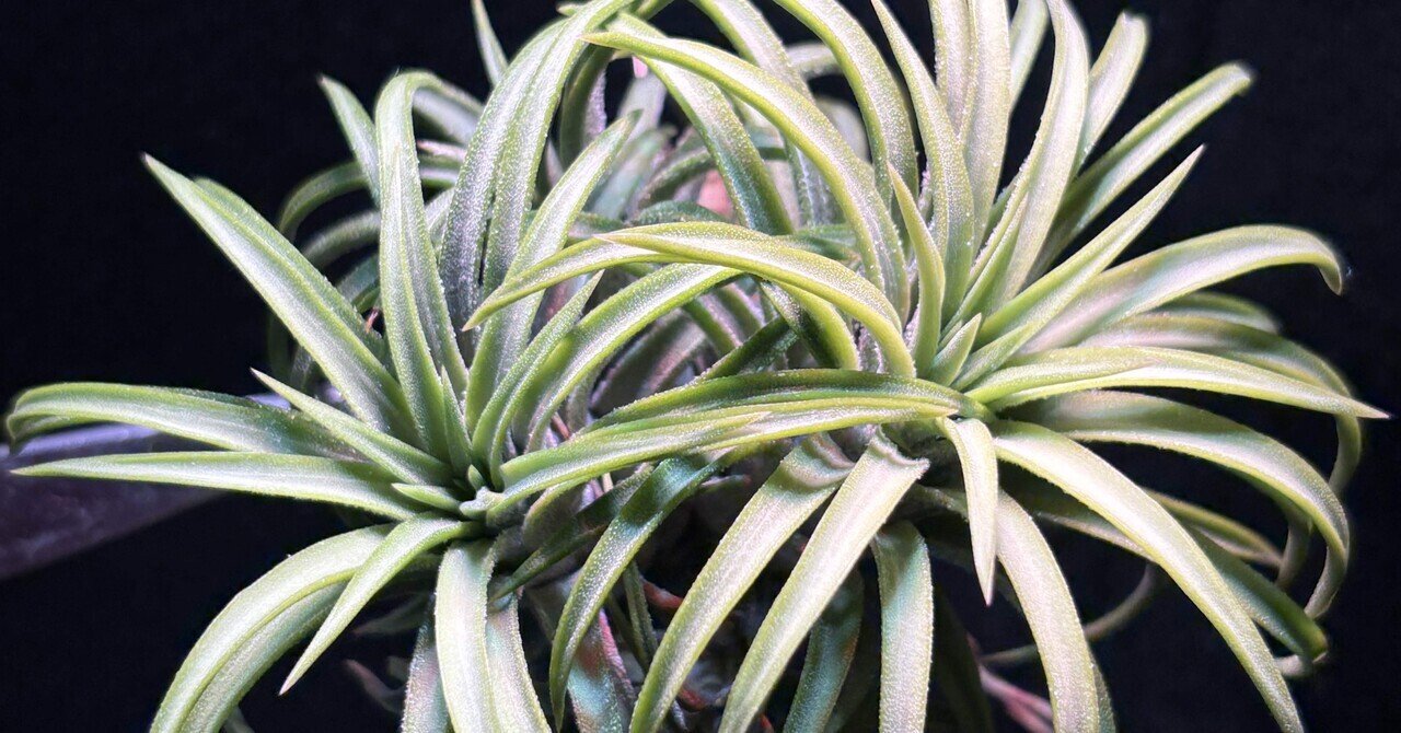 ionantha'Druid' Wild Collected Clone T'S TROPICALS｜sioncolorwheel