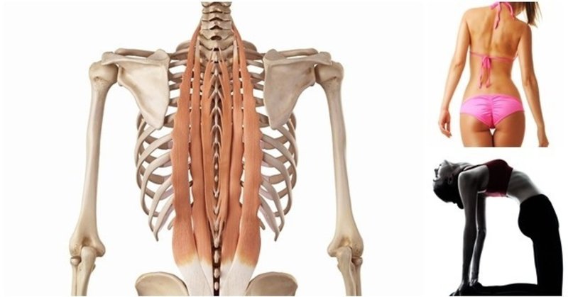 背筋群の解剖 最長筋 腸肋筋 棘筋 起立筋表層繊維 Re Frame Conditioning Academy Rfca Note 背筋群の解剖 最長筋 腸肋筋 棘筋 起立筋表層繊維 Re Frame Conditioning Academy Rfca Note