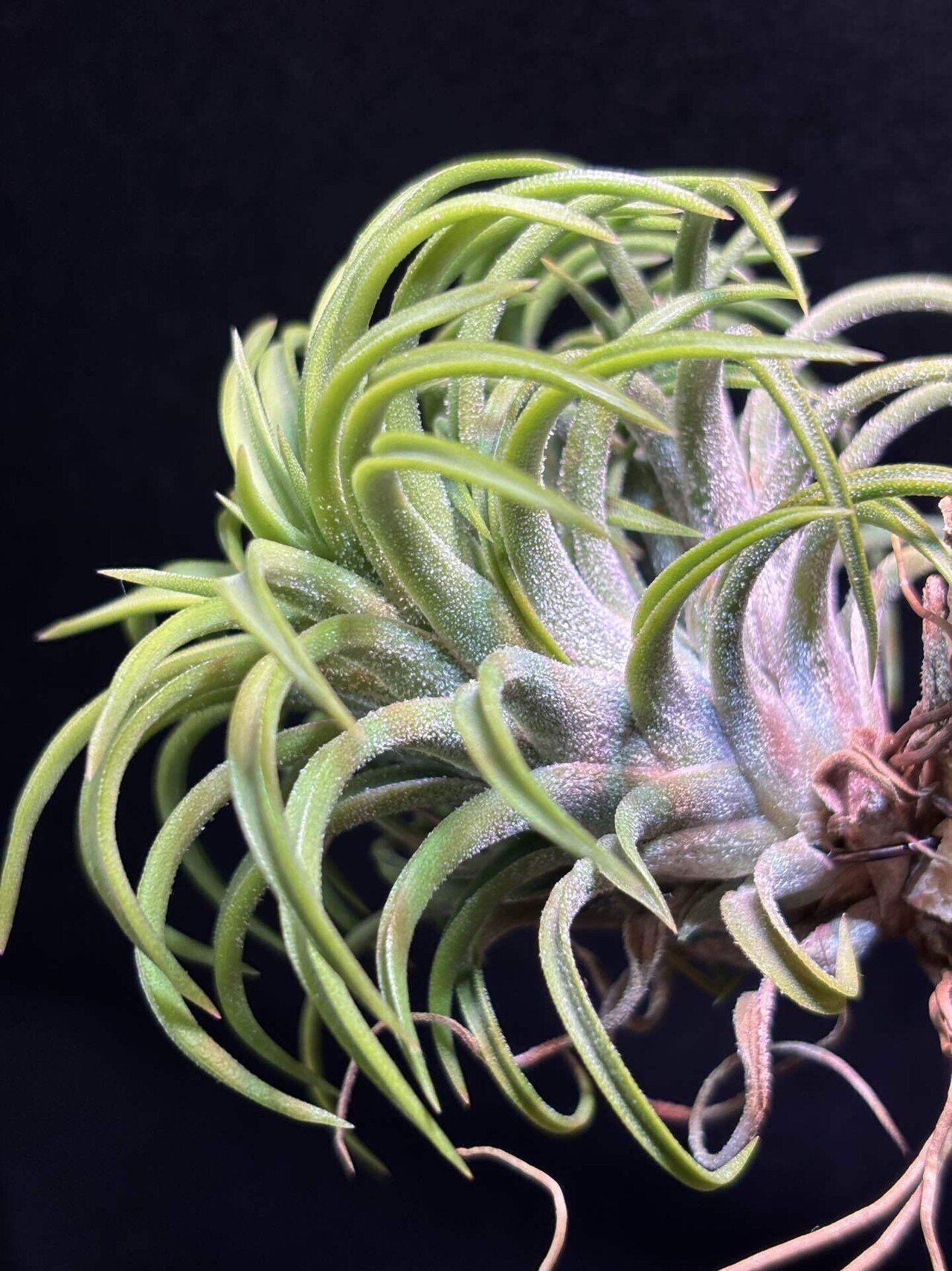 T. ionantha 'Medio-Picta' T'S TROPICALS T. ionantha 'Medio-Picta