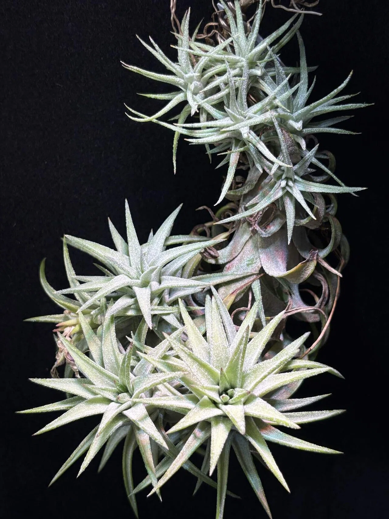 ionantha var.van-hyningii'Green Dragon' from Thailand｜sioncolorwheel