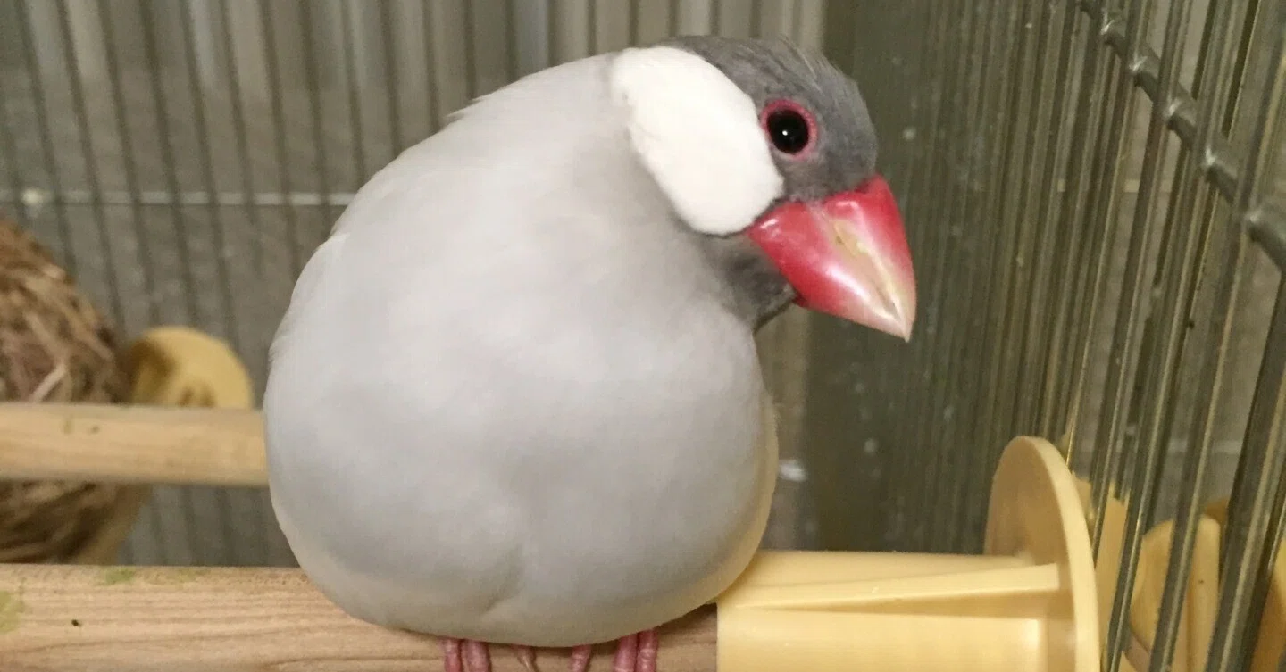 文鳥さん仕草図鑑 文鳥の魅力は見た目の可愛さだけでなく、フォルム、仕草、性格に