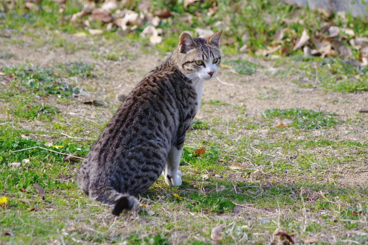 私が猫撮るとなんかふてぶてしくなる (PENTAX K-70 / smc PENTAX