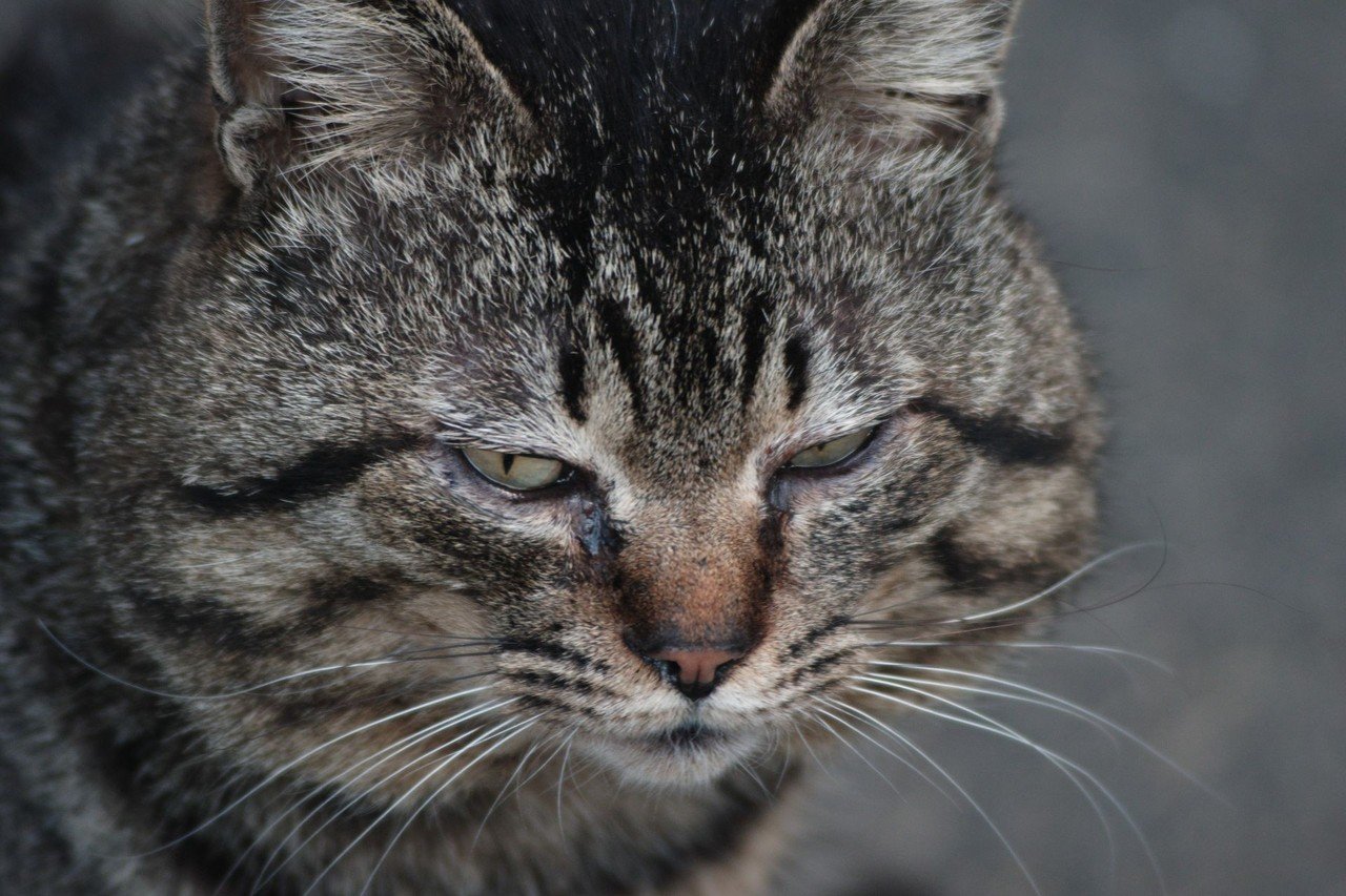 私が猫撮るとなんかふてぶてしくなる (PENTAX K-70 / smc PENTAX