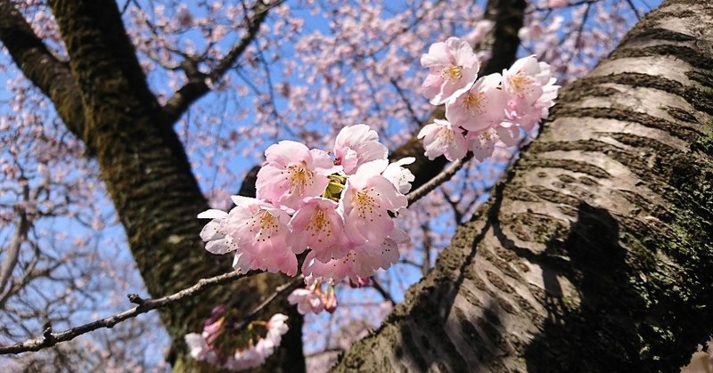 おおきな転機となる特別な日✨☀️✨【おうし座♉オンリー占い】3月26日(木)