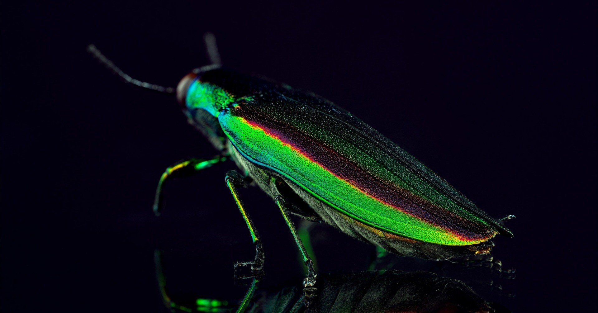 昆虫標本（センチコガネ、ミヤマクワガタ、コクワ、タマムシ）｜ちいさな島