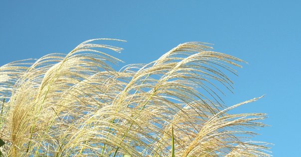 秋の野の花ー9月の十五夜に「ススキ」の穂が見つかるかしら