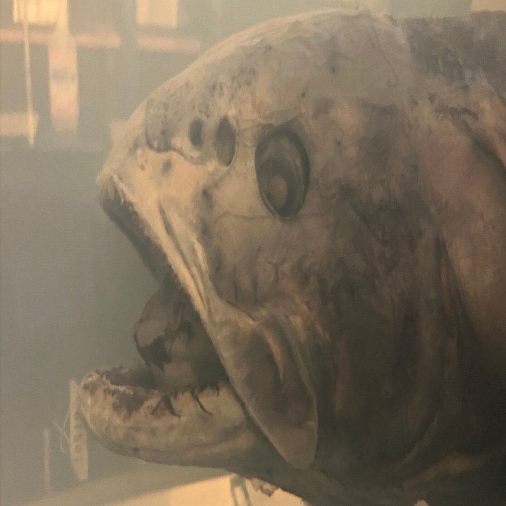 竹本旭曜「戸田でソビエトに出会い、深海魚を食べる（3日目