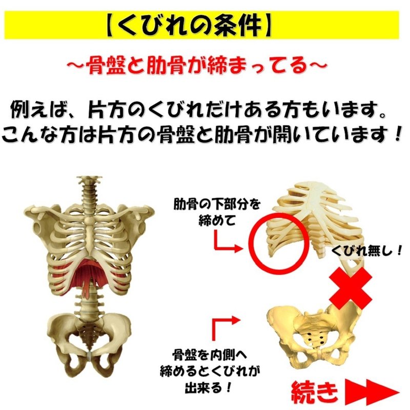 くびれがない方の骨格とくびれがある方の骨格の違いは肋骨にある Revisionginza Note