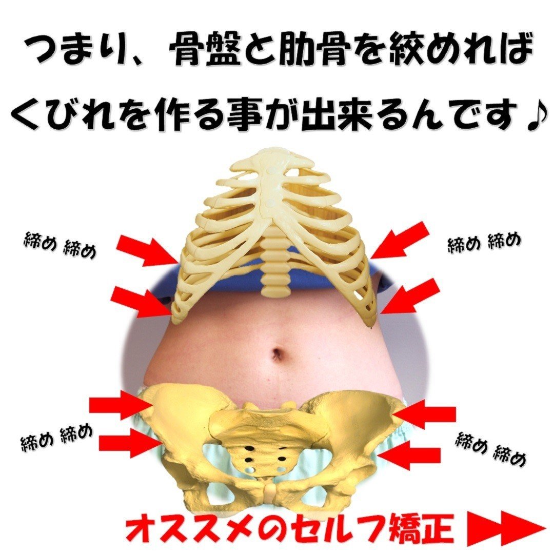 くびれがない方の骨格とくびれがある方の骨格の違いは肋骨にある Revisionginza Note