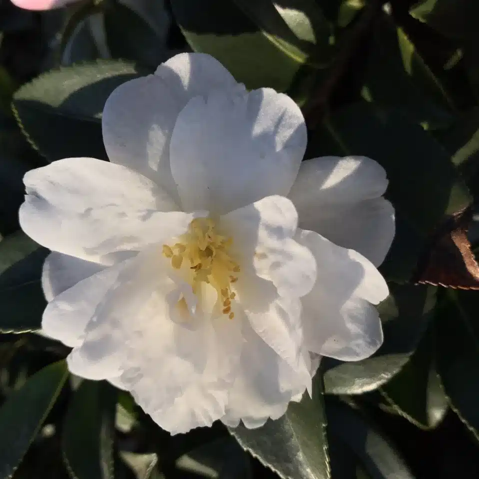 アッシュ（山茶花）
