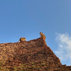 平沢進「景観する循環カフェ」｜kermit_nawoko
