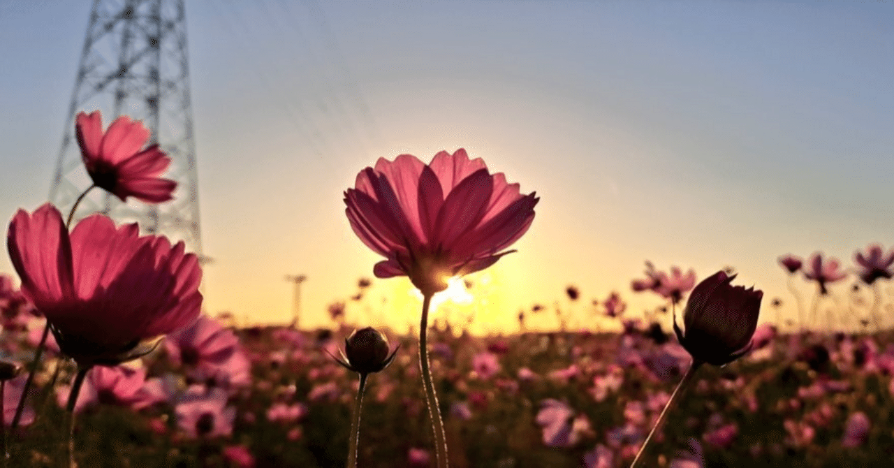 【桜、桜、コスモス様！専用】JansonGeisha とDURANCAFE 2種 桜、桜、コスモス様！専用】JansonGeisha とDURANCAFE 2種 桜