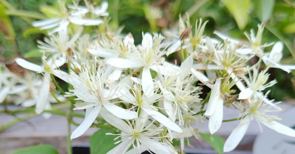 今日の花#39 センニンソウ ｜ジャスミンティータイム