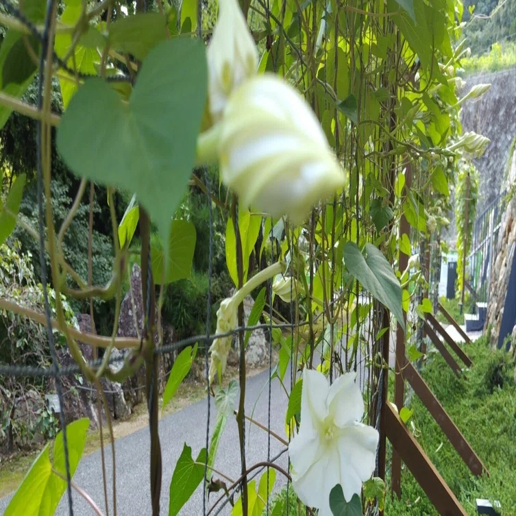 Today's Flower #40: The Existence of the Moonflower｜ジャスミン